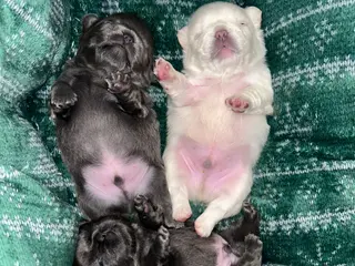 French Bulldog dogs for sale: French Bulldog Puppy 2 - Ad 4