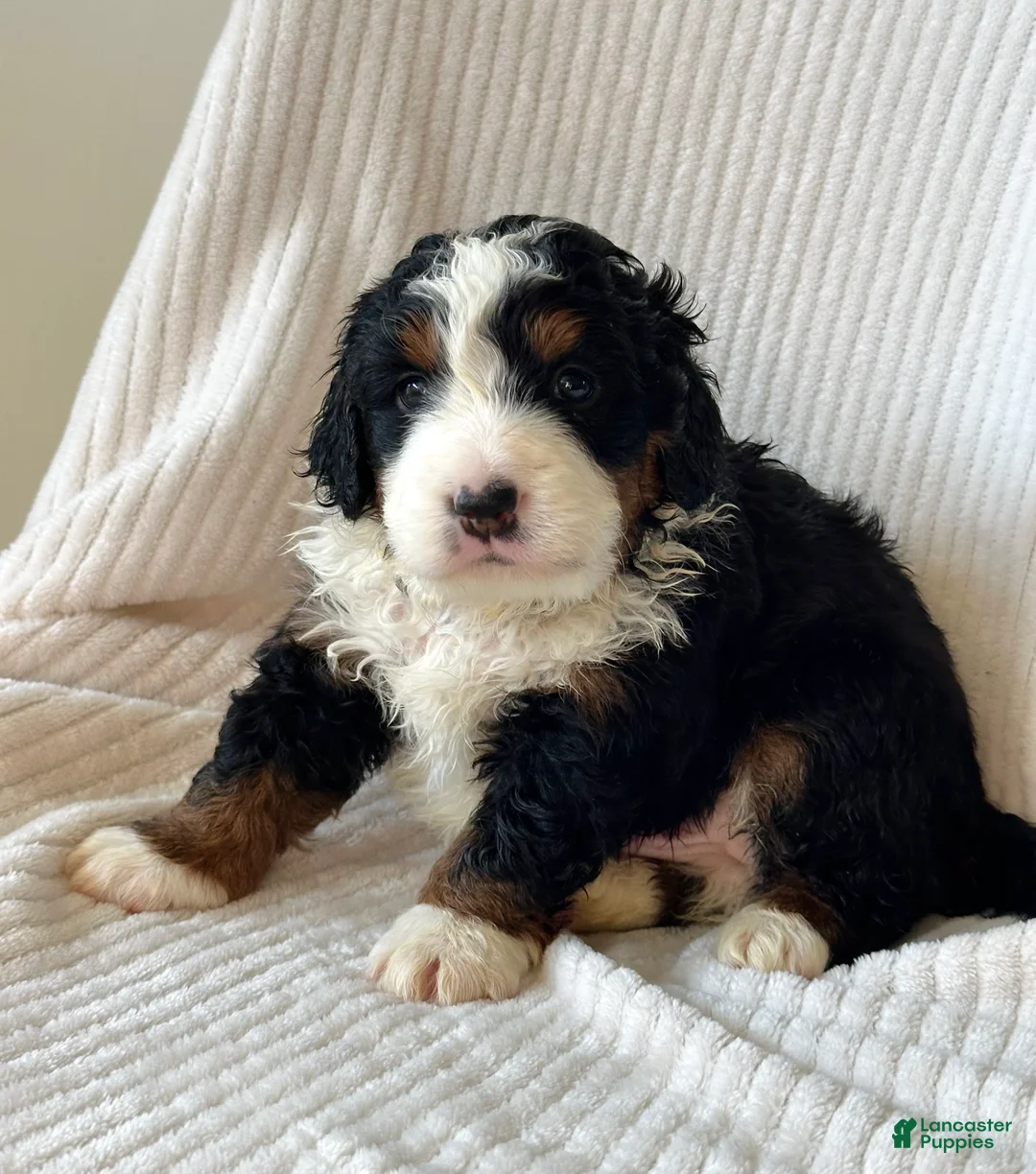 Mini Bernedoodle dogs for sale: Louie - Ad 2