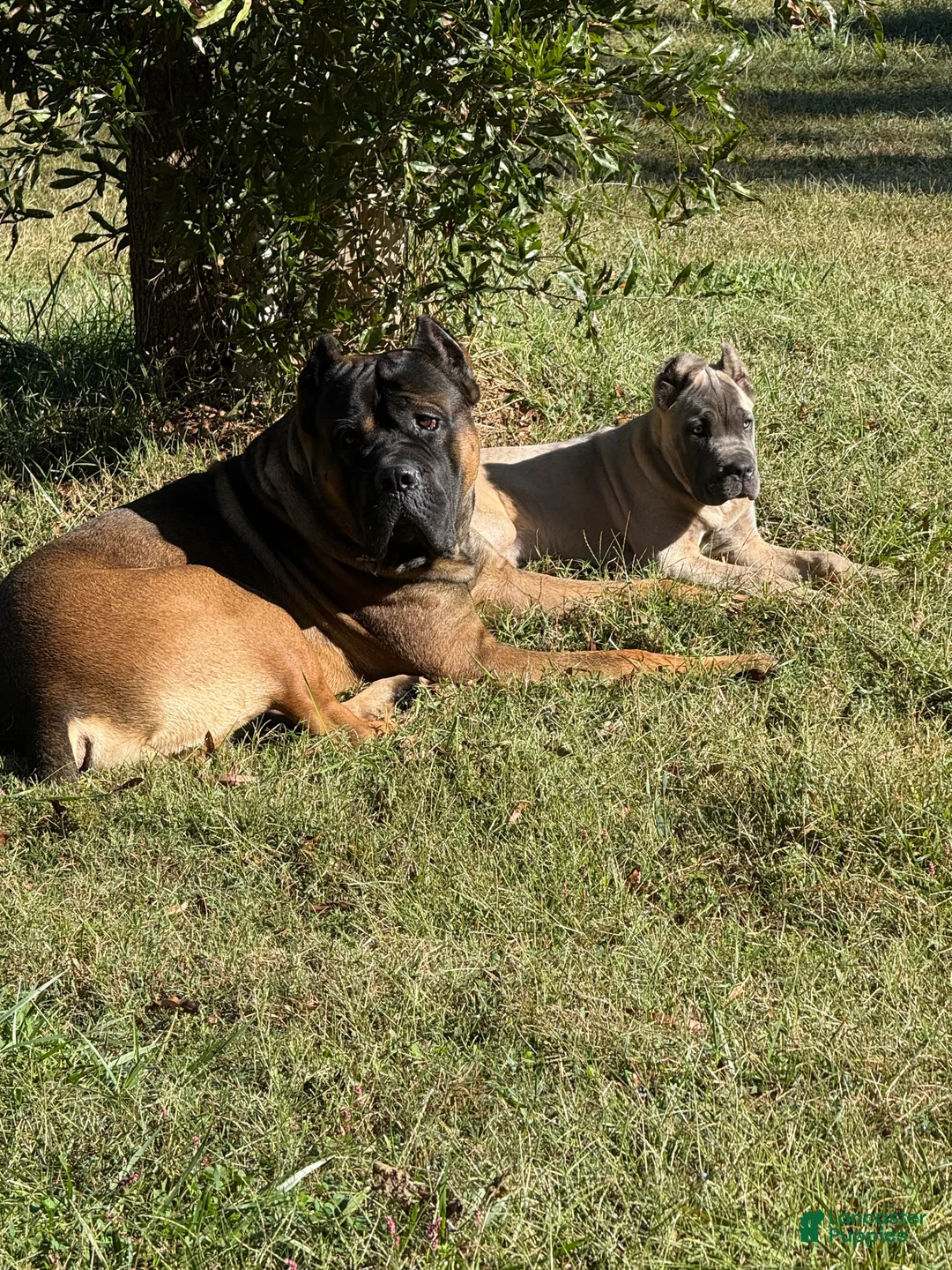 Gallery Image {{count}}