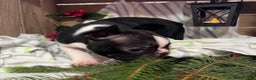 Boston Terrier dogs for sale: Bubba - Ad 6