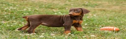 Doberman Pinscher dogs for sale: DOLLY - Ad 8