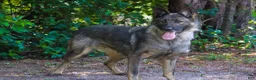 Mixed Breed dogs for sale: Nero - Ad 6