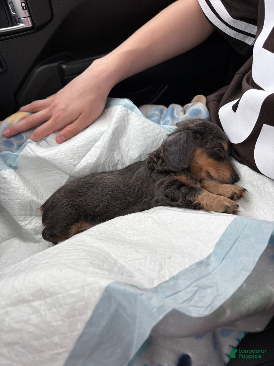 Dachshund dogs for sale: Dachshund Puppy 1 - Ad 2