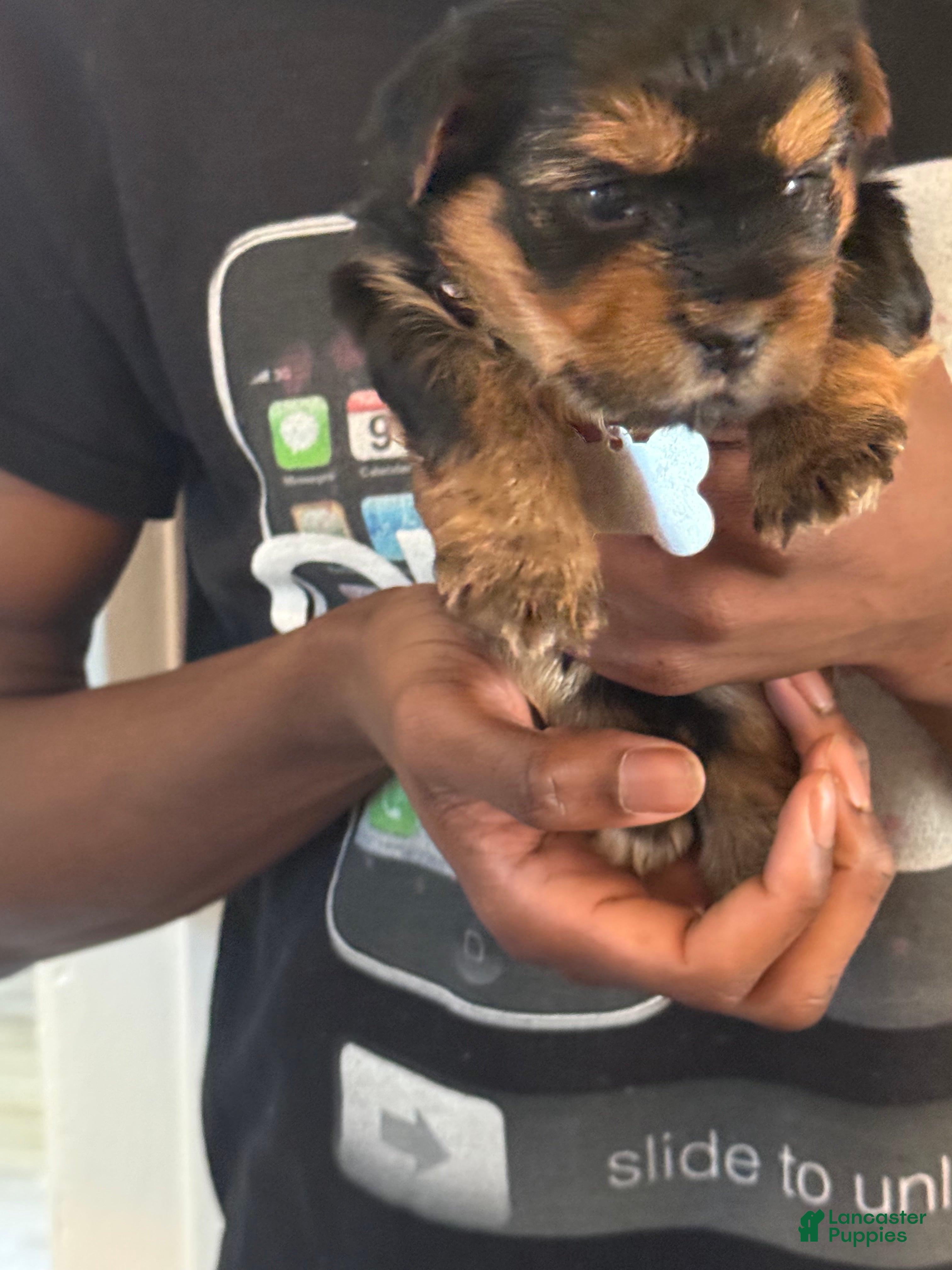 Yorkshire Terrier dogs for sale: Chelsea - Ad 7