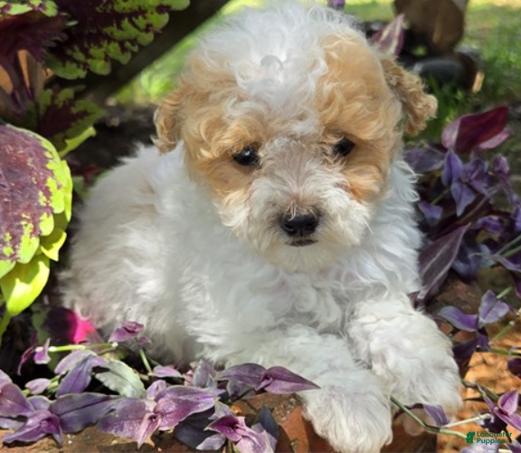 Toy Poodle dogs Toy Poodle Puppy 1 - Ad 2