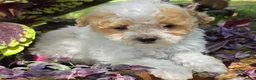 Toy Poodle dogs for sale: Toy Poodle Puppy 1 - Ad 1
