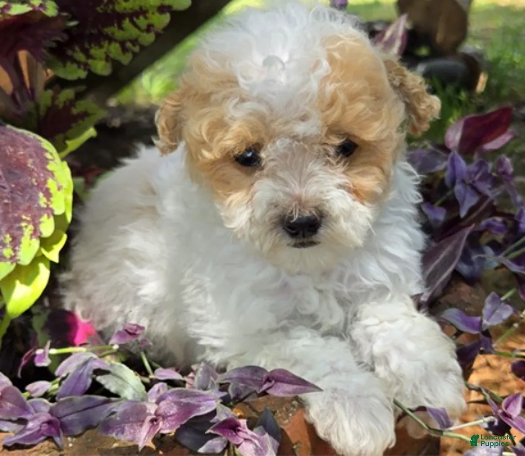 Toy Poodle dogs for sale: Toy Poodle Puppy 1 - Ad 1