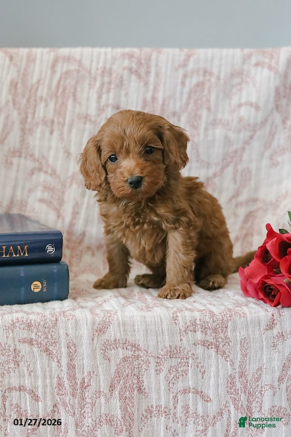 Cockapoo dogs Justin - Ad 4