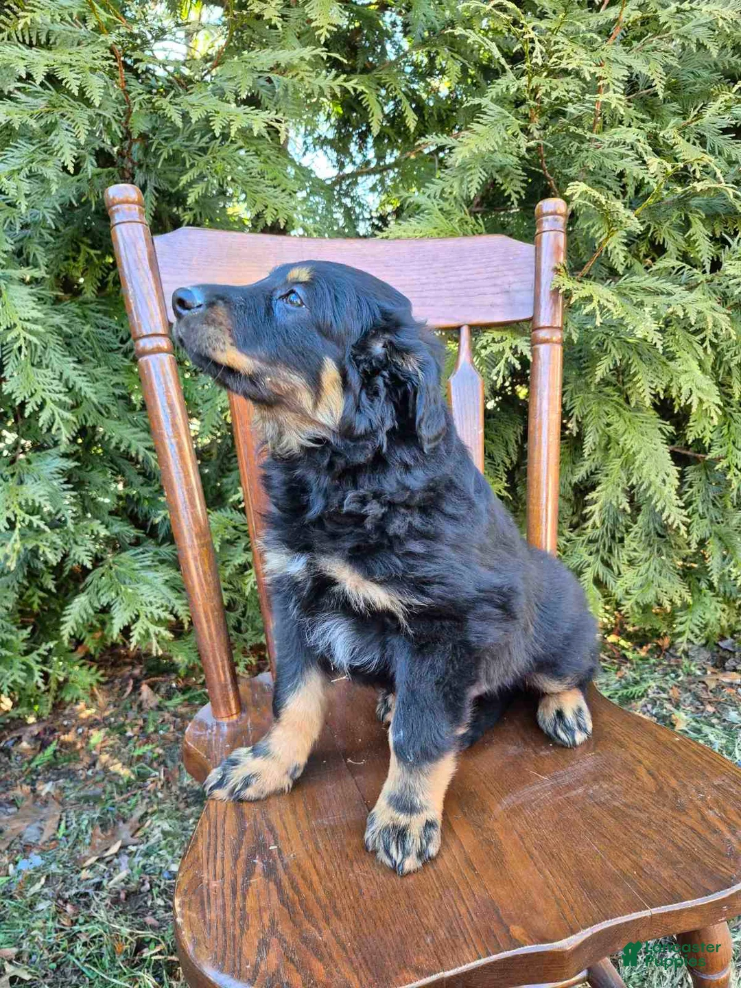 English Shepherd dogs for sale: English Shepherd Cooper - Ad 1