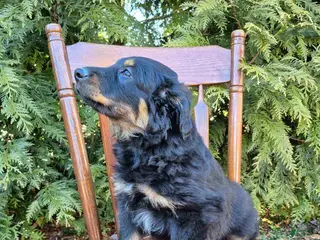 English Shepherd dogs English Shepherd Cooper - Ad 2