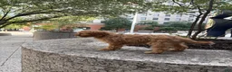 Cavapoo dogs for sale: Sky - Ad 3