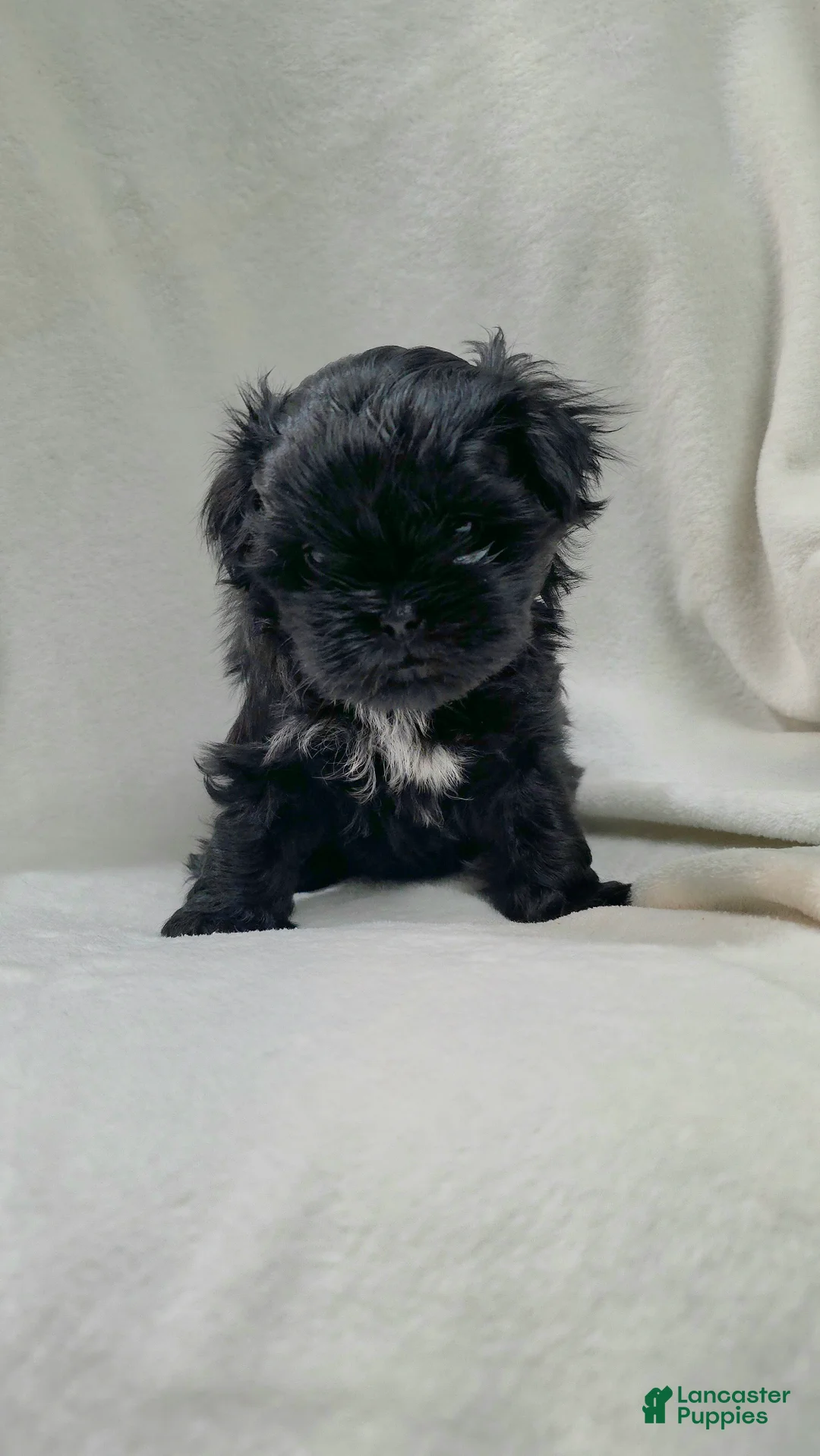 Malshi dogs for sale: Brindle - Ad 11