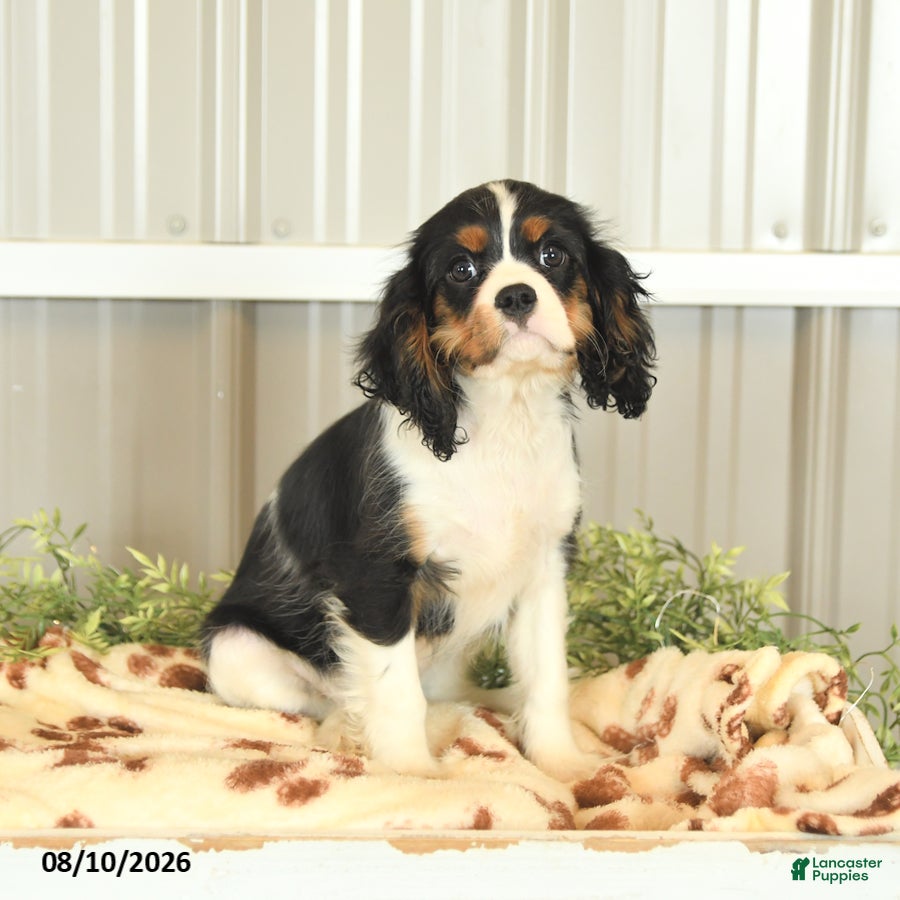 Cavalier King Charles Spaniel dogs Kami - Ad 1