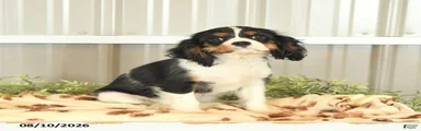 Kami