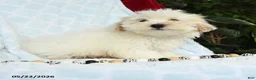 Maltipoo dogs for sale: Alvin - Ad 3