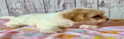 Teddy Bear dogs for sale: Funshine Bear - Ad 3
