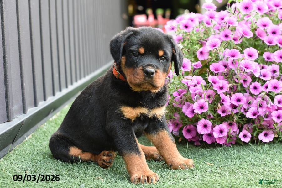Rottweiler dogs Zoey - Ad 2