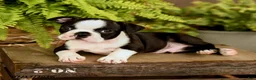 Boston Terrier dogs for sale: Dani - Ad 3