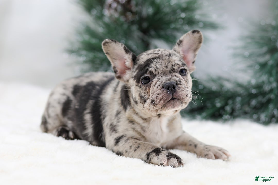 French Bulldog dogs for sale: Beauty - Ad 6