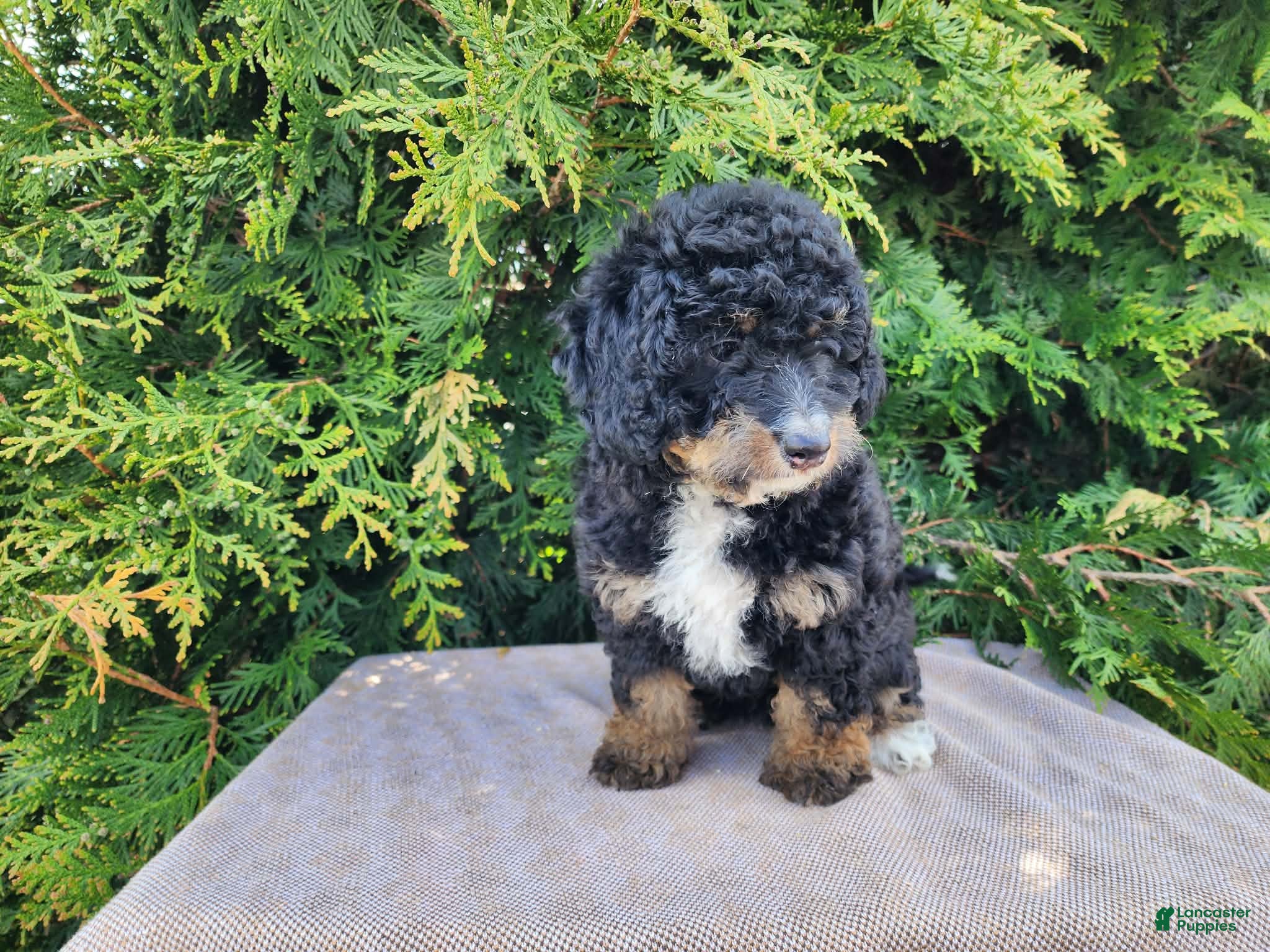 Mini Bernedoodle dogs Karly - Ad 27
