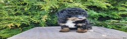 Mini Bernedoodle dogs for sale: Karly - Ad 1