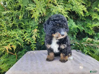 Mini Bernedoodle dogs Karly - Ad 27
