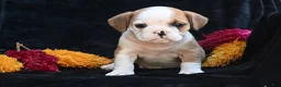 Mixed Breed dogs for sale: Oliver - Ad 6