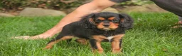 Cavalier King Charles Spaniel dogs for sale: Leroy Cavalier King Charles Spaniel  - Ad 6