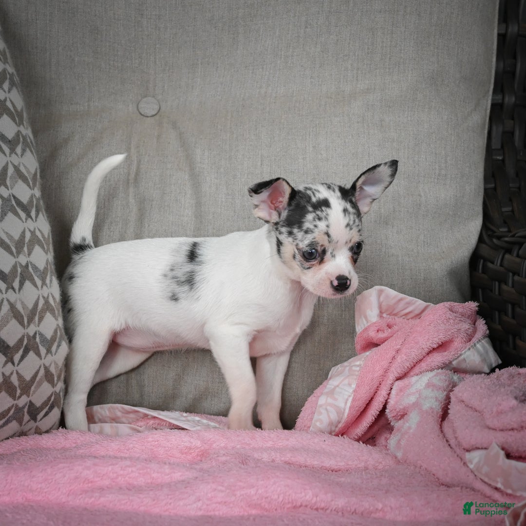Chihuahua dogs for sale: Bella - Ad 12