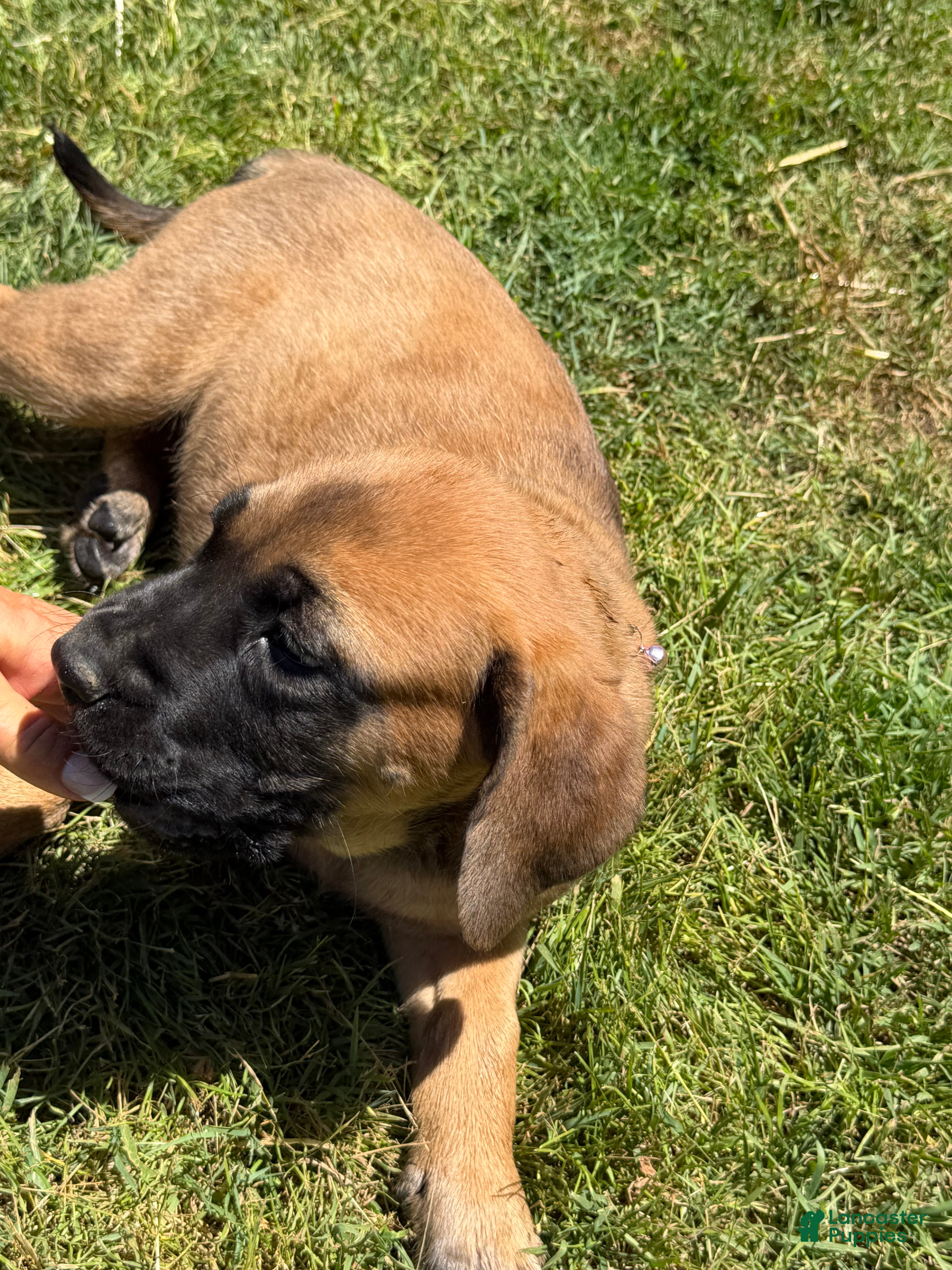 English Mastiff dogs Puppy 2 - Ad 2
