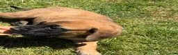 English Mastiff dogs for sale: Puppy 2 - Ad 4