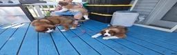 Mixed Breed dogs for sale: Marley - Ad 24