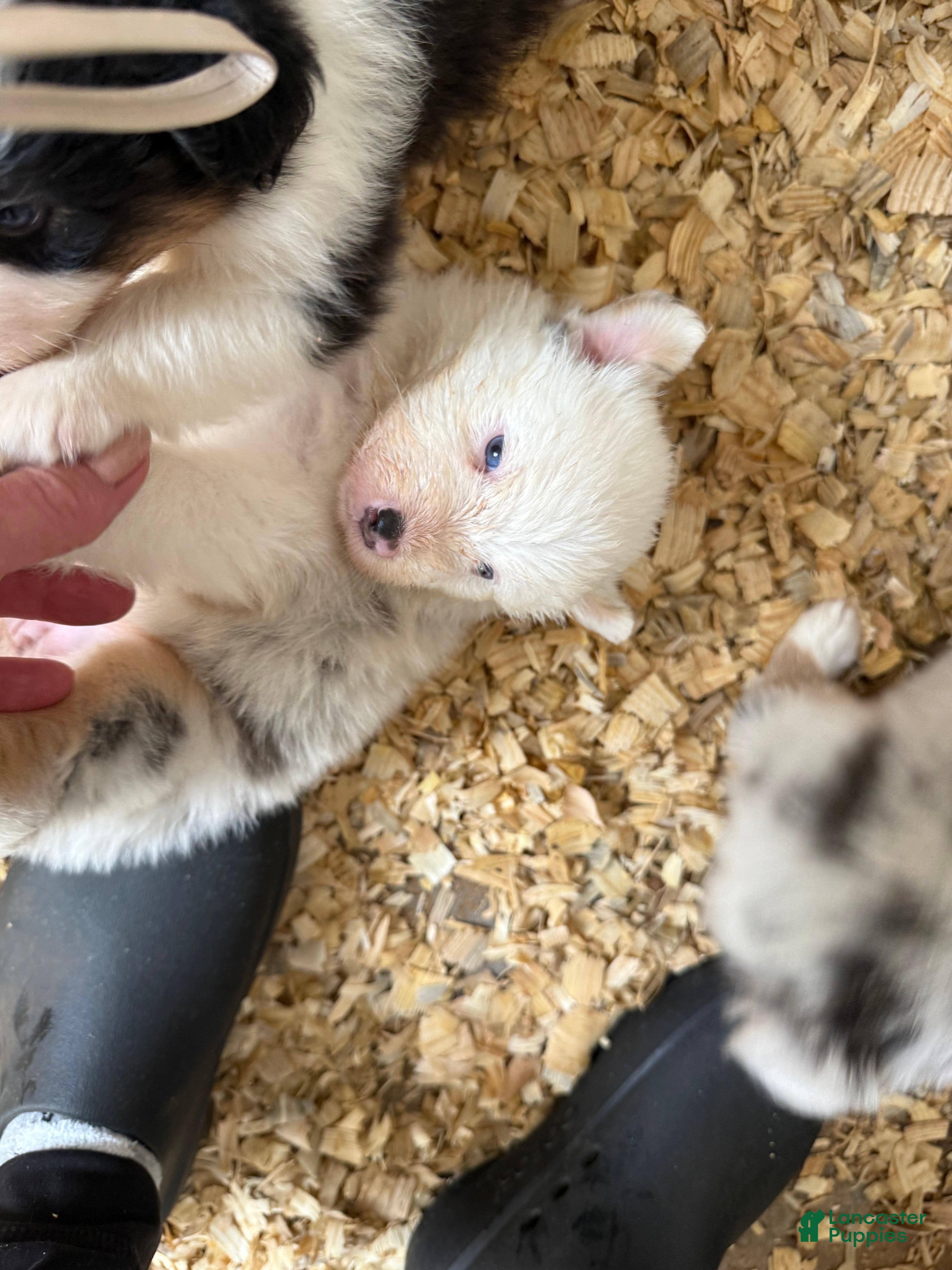 Australian Shepherd dogs Julie - Ad 29