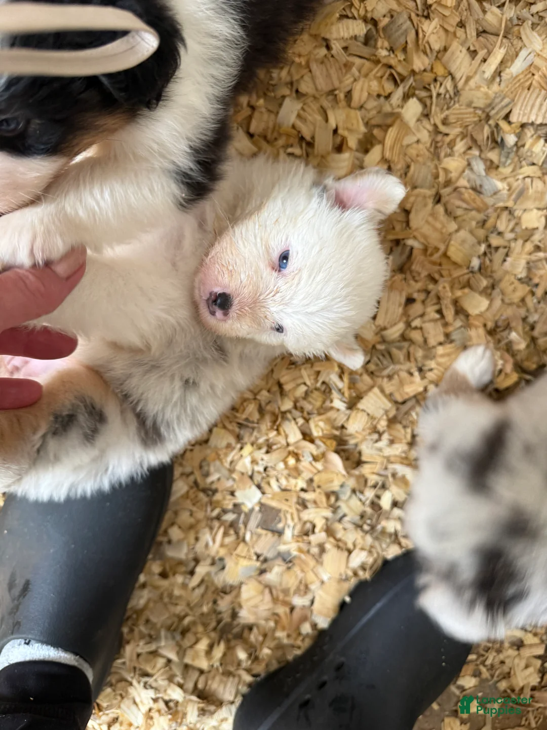 Australian Shepherd dogs for sale: Julie - Ad 1