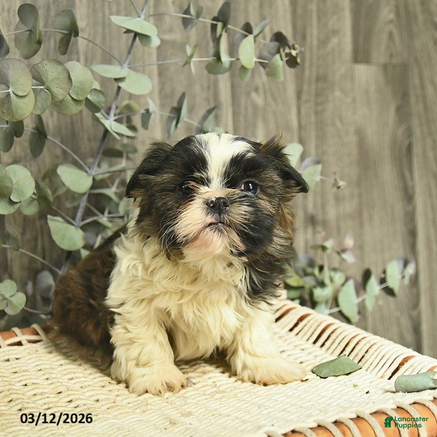 Shih Tzu dogs Ricky - Ad 2
