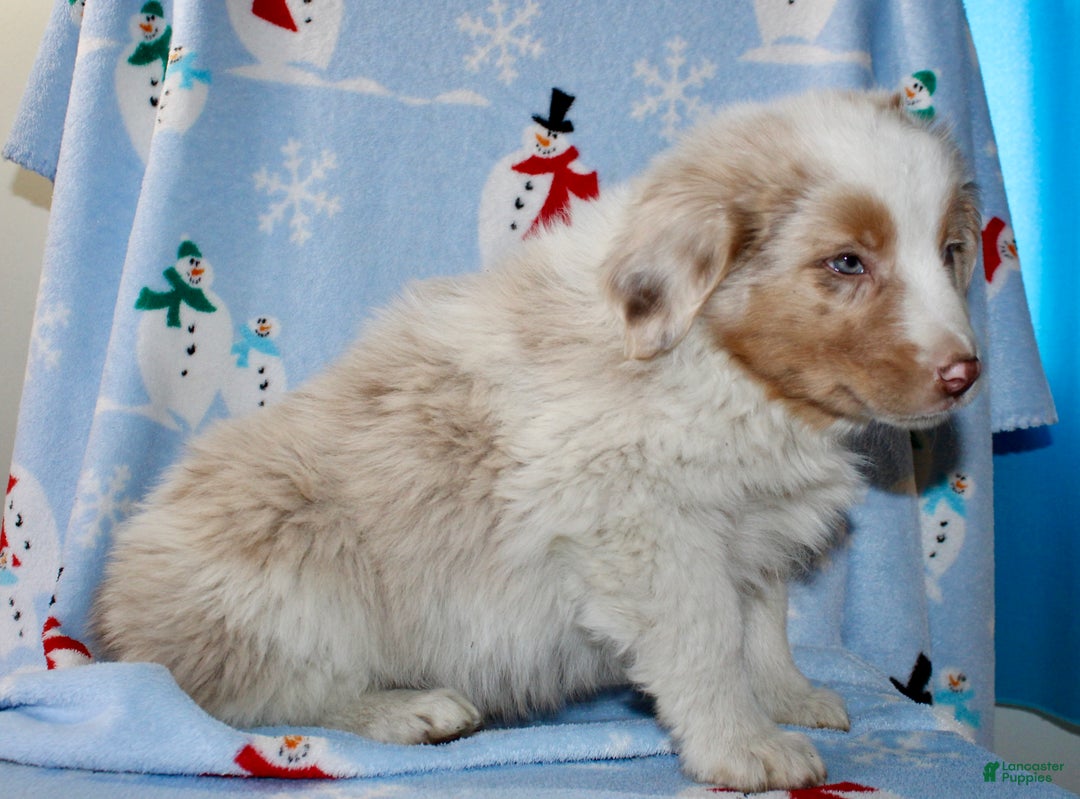 Australian Shepherd dogs for sale: Drew - Ad 4