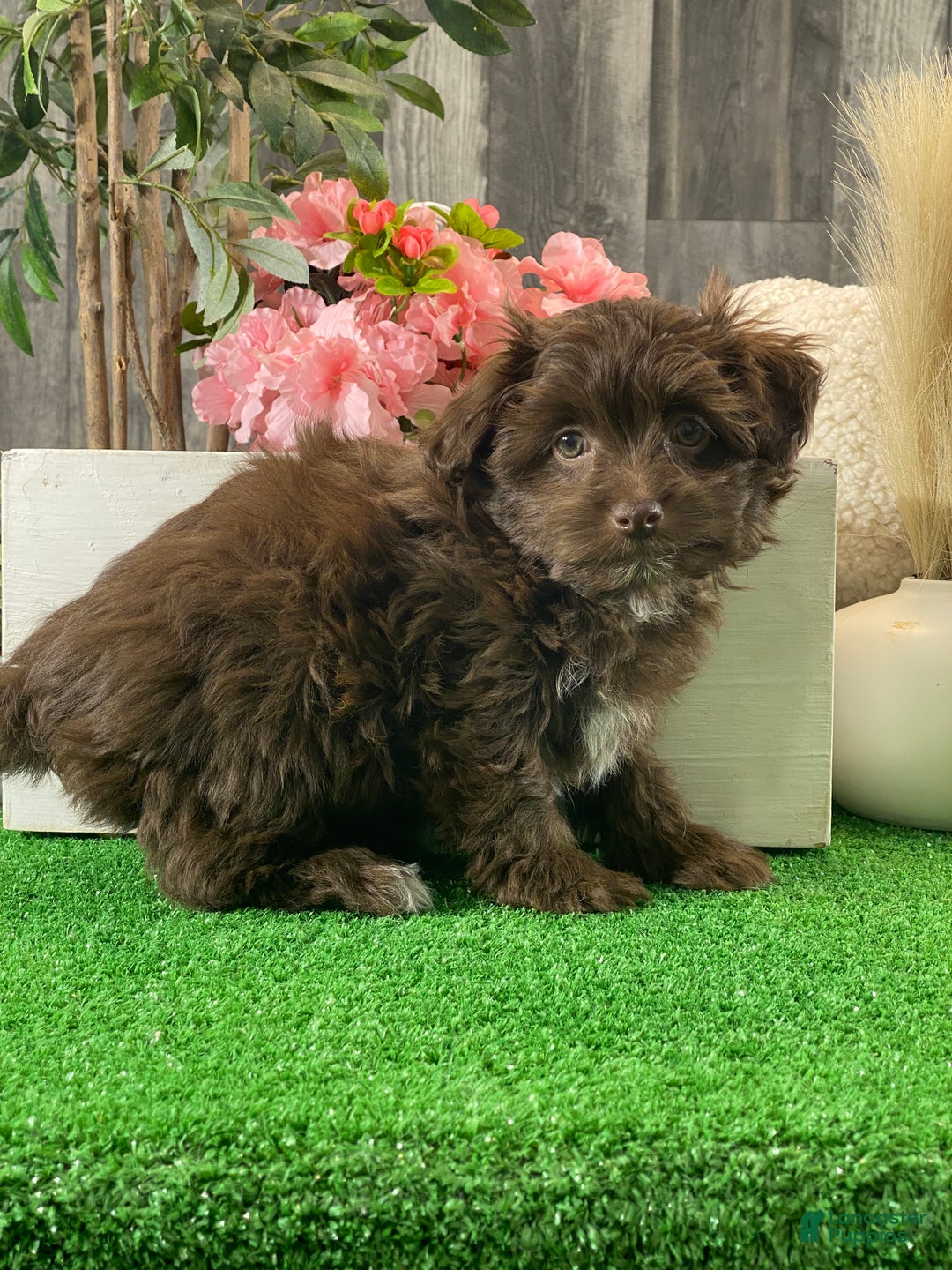 Havanese dogs for sale: Hanna  - Ad 5