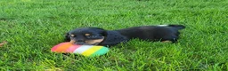 Miniature Dachshund dogs for sale: Venture  - Ad 3