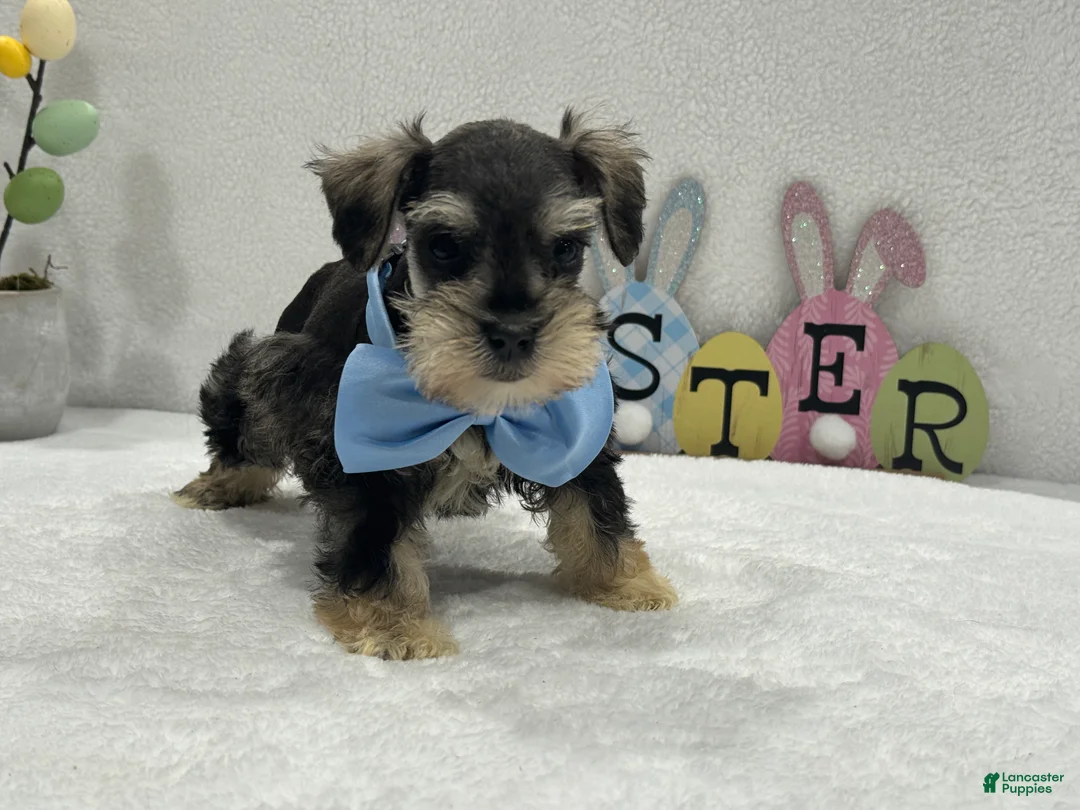Miniature Schnauzer dogs for sale: Gypsy Male 2 - Ad 4