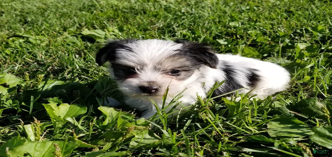 Gallery Image {{count}}