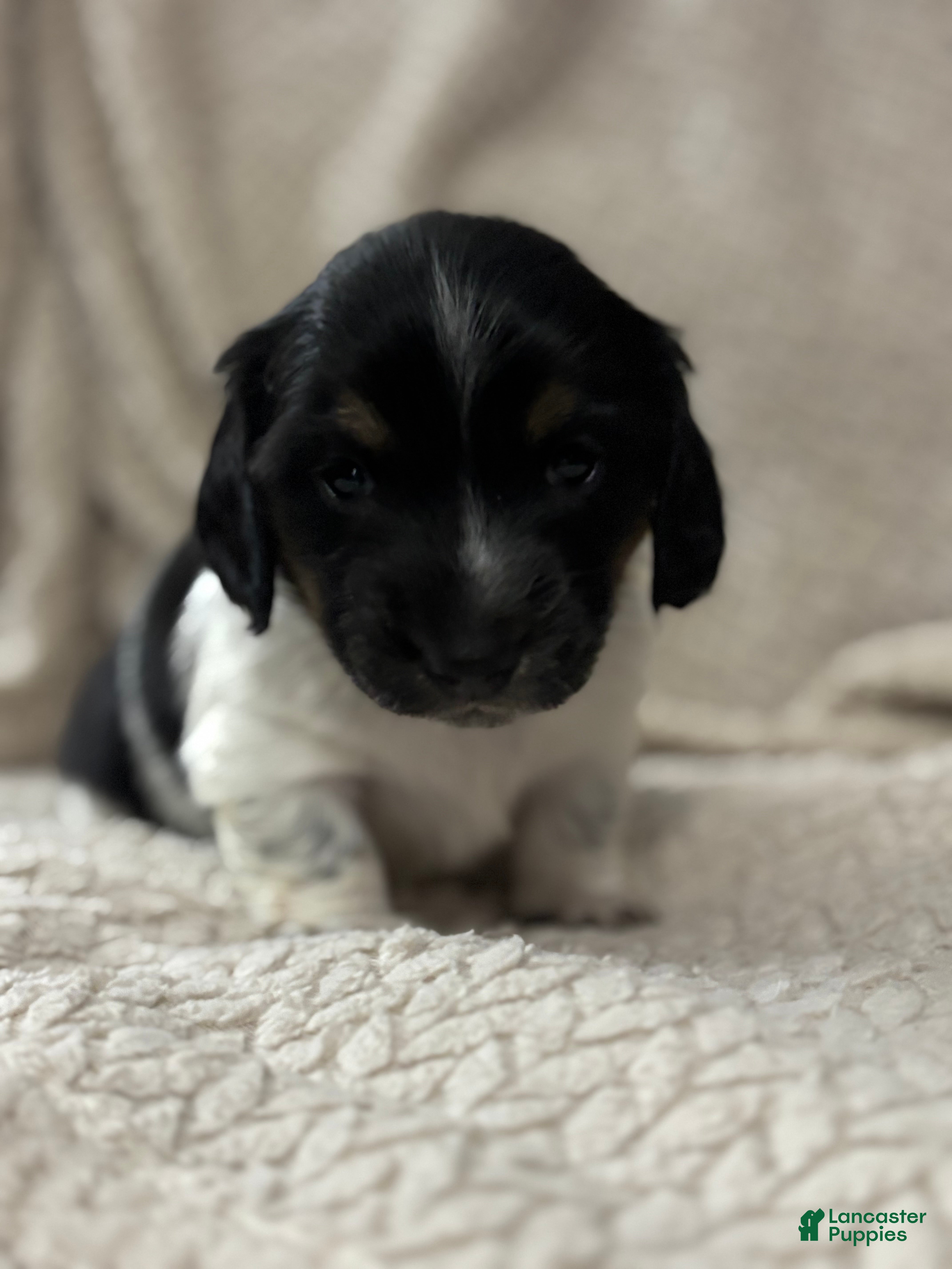 Dachshund dogs Dachshund Puppy 1 - Ad 30