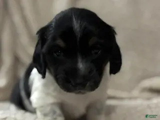 Dachshund dogs Dachshund Puppy 1 - Ad 30