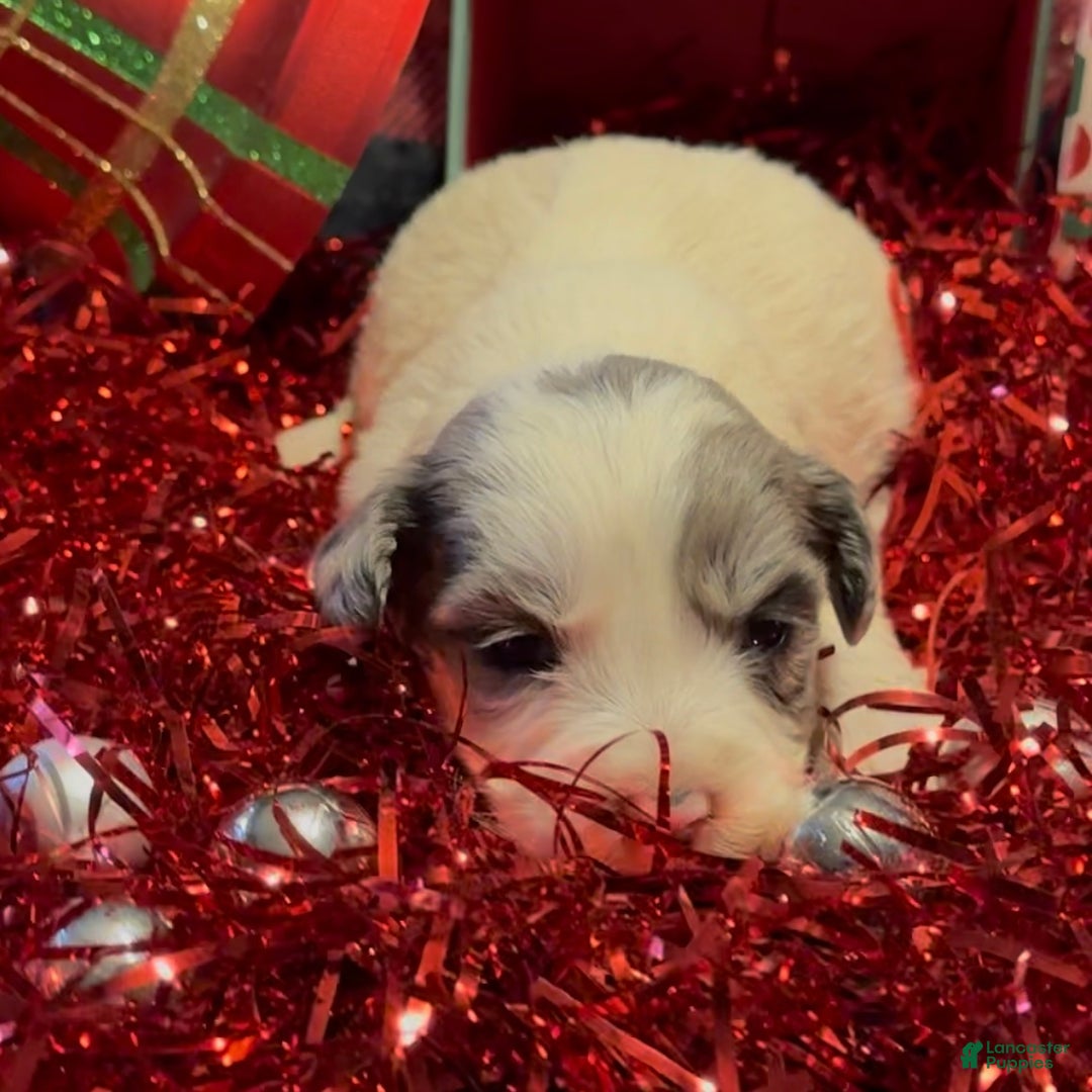 Mini Goldendoodle dogs for sale: Joyce  - Ad 3