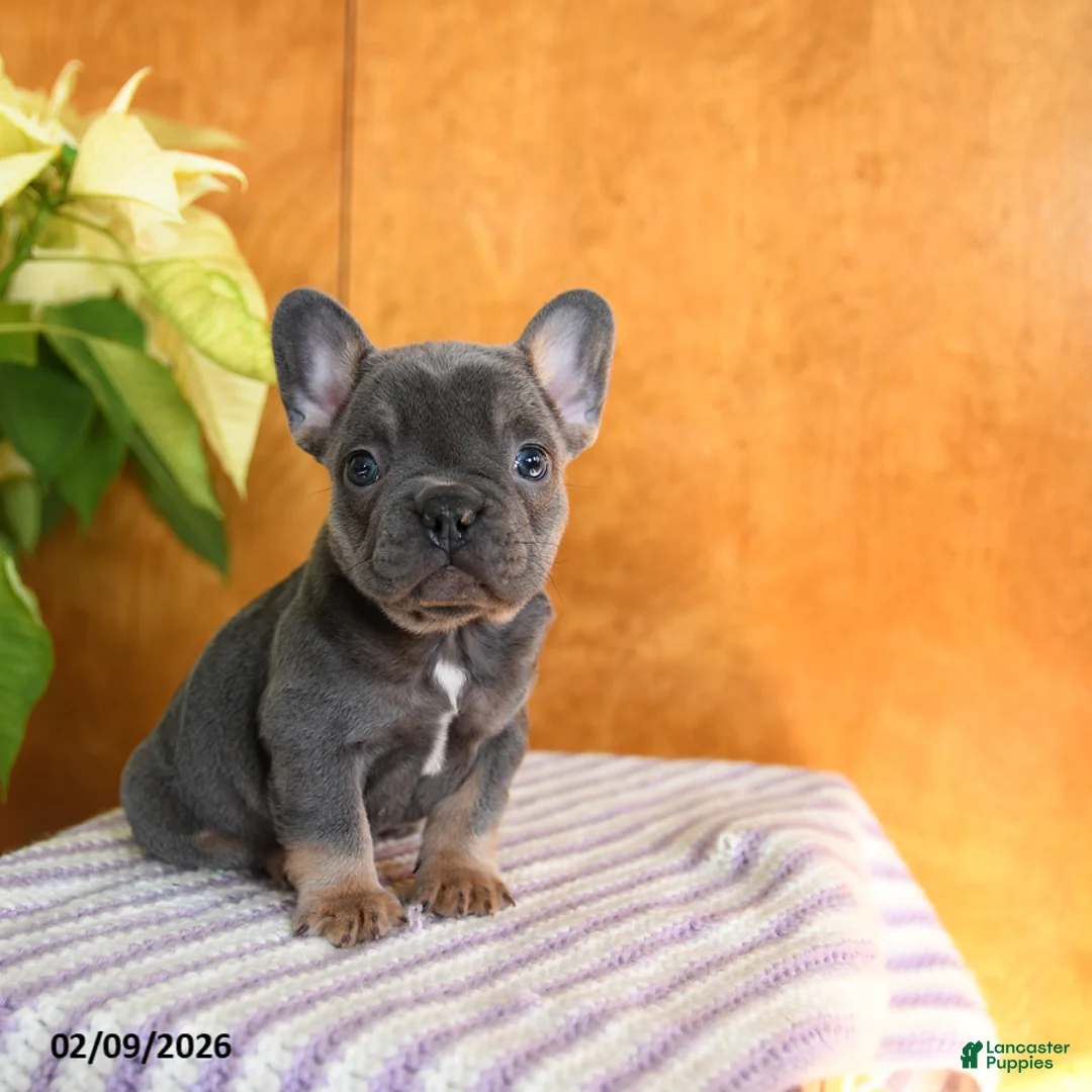 French Bulldog dogs for sale: Lilly - Ad 3
