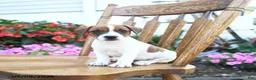 Jack Russell Terrier dogs for sale: Pistachio - Ad 1