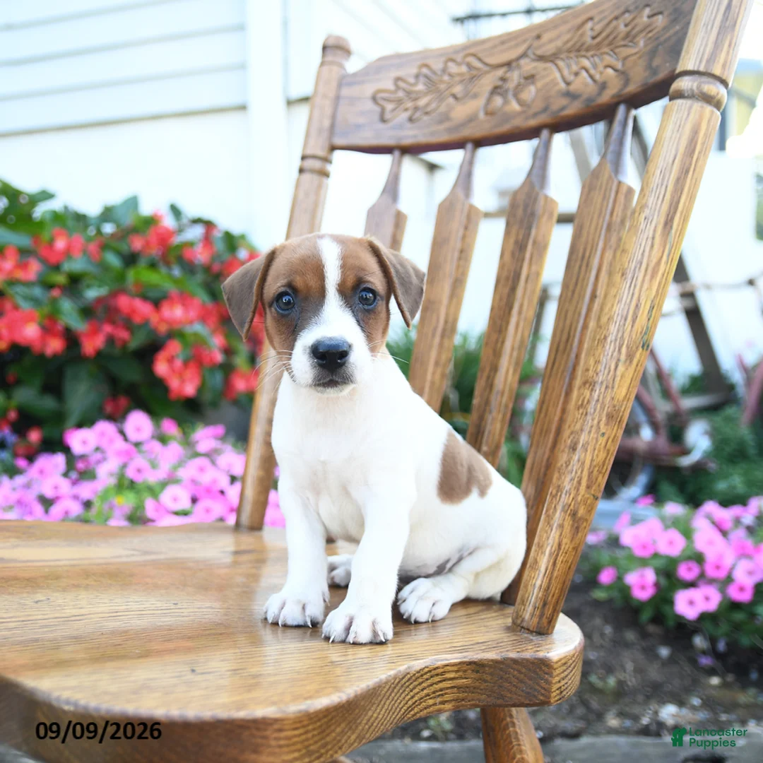 Jack Russell Terrier dogs for sale: Pistachio - Ad 1