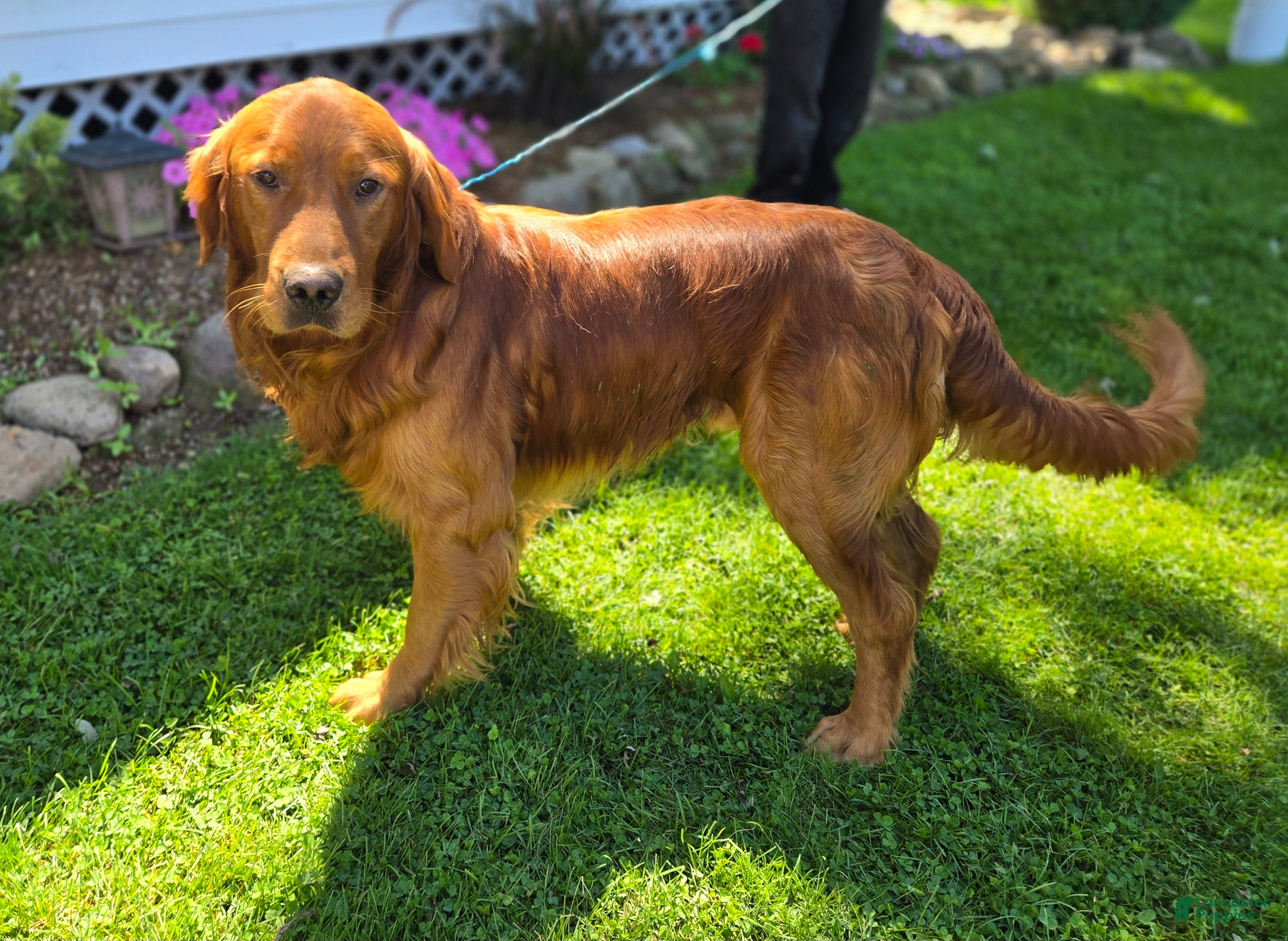 Golden Retriever dogs Connor - Ad 1