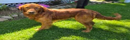 Golden Retriever dogs for sale: Connor - Ad 1