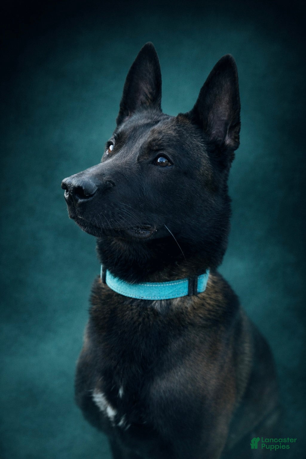 Belgian Malinois dogs Vidarr - Ad 1