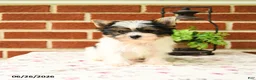 Yorkshire Terrier dogs for sale: Pip  - Ad 4